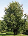 Acer saccharinum HOPEAVAAHTERA