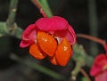 Euonymus europaeus	SORVARINPENSAS