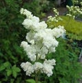 Filipendula ulmaria Plena KERR. KUKKAINEN MESIANGERVO