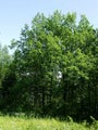 Quercus robur METSÄTAMMI