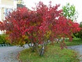 Acer tataricum ginnala	MONGOLIANVAAHTERA