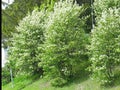 Amelanchier spicata ISOTUOMIPIHLAJA
