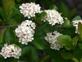 Aronia x prunifolia KORISTEARONIA