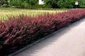 Berberis thunbergii Atropurpurea PURPPURAHAPPOMARJA