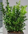 Buxus sempervirens  PUKSIPUU