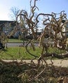 Corylus avellana Contorta PEIKONP&Auml;HKIN&Auml;