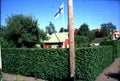 Crataegus grayana Aitaorapihlaja 10 kpl