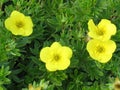 Dasiphora fruticosa Kobold	PENSASHANHIKKI