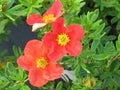 Dasiphora fruticosa Marian Red Robin PUNAINEN PENSASHANHIKKI