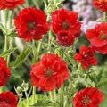 Geum chiloense Mrs Bradshaw PUNAKELLUKKA