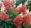 Hydrangea paniculata Pinky Winky SYYSHORTENSIA