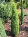 Juniperus com. Sentinel PIKKUPILARIKATAJA