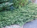 Juniperus communis Green Carpet  K&Auml;&Auml;PI&Ouml;KATAJA