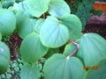Cercidiphyllum japonicum KATSURA