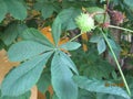 Aesculus hippocastanum HEVOSKASTANJA
