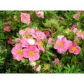 Dasiphora fruticosa Pink Paradise PENSASHANHIKKI