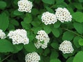 Spiraea betulifolia KOIVUANGERVO
