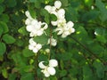 Symphoricarpos albus VALKOLUMIMARJA