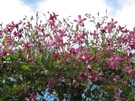 Clematis texensis Princess Diana LYHTYKÄRHÖ