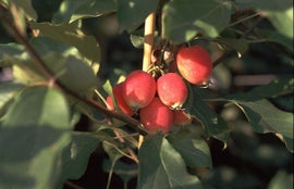 Malus Dolgo PARATIISIOMENAPUU