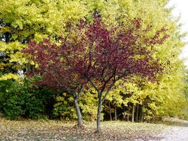 Malus Royalty PURPPURAOMENAPUU