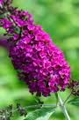 Buddleja davidii Royal Red SYYSSYREENI