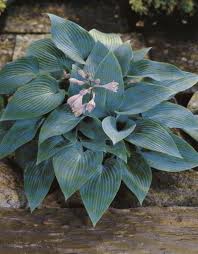 Hosta tardiana Halcyon TARHAKUUNLILJA