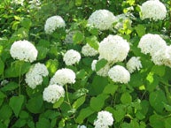 Hydrangea arborescens  ‘Annabelle’ PALLOHORTENSIA