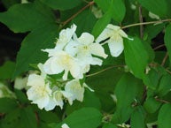 Philadelphus Lewisii-hybr. Tähtisilmä FinE LOISTOJASMIKE