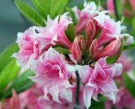 Rhododenron RUUSUSEN UNI ATSALEA