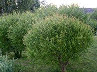 Salix fragilis Bullata TERIJOENSALAVA