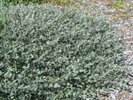 Salix glauca var. call Haltia	PALJAKKAPAJU