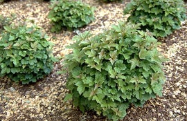 Viburnum opulus Nanum KÄÄPIÄKOIRANHEISI