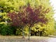 Malus Royalty PURPPURAOMENAPUU