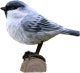 viitatiainen Parus palustris WG403