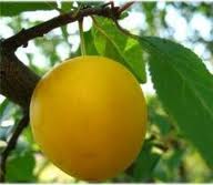 Prunus cerasifera herkkuluumu 'Pietarin Lahja'