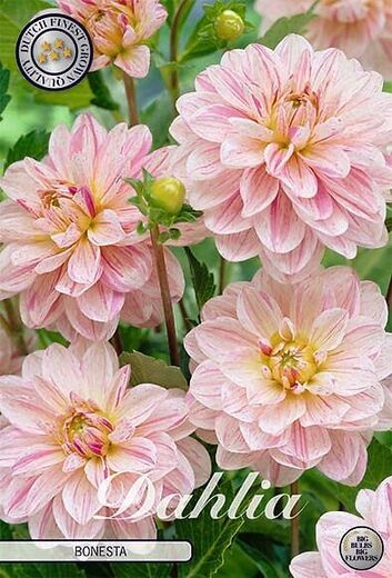 Dahlia 'Bonesta'