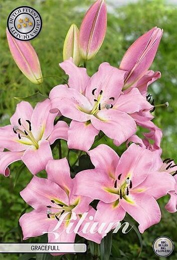Lilium  'Gracefull' ORIENTAL-LILJA