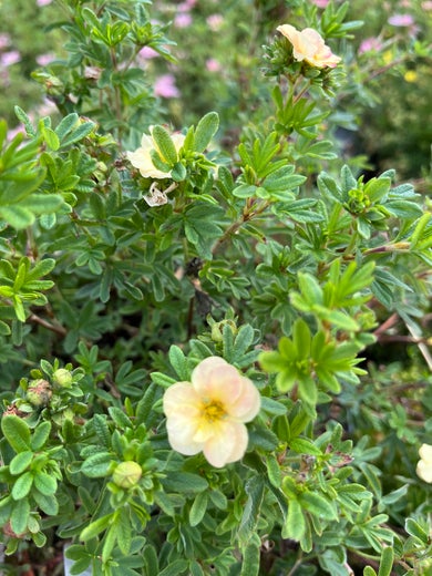 Dasiphora fruticosa 'Hachapple'  Bella Apple PENSASHANHIKKI