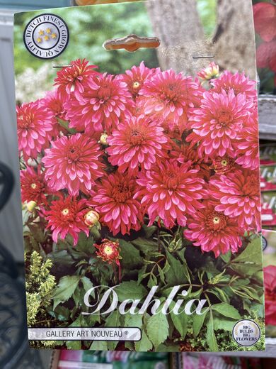 Dahlia 'Art Noueveau' TARHADAALIA