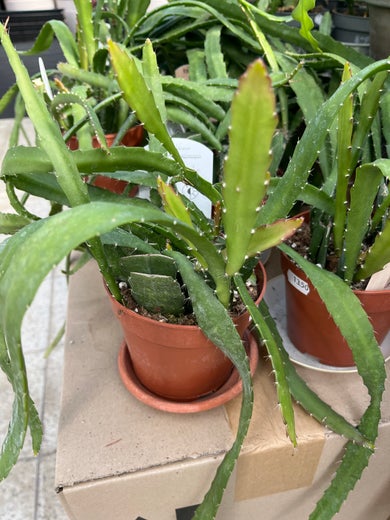 Lehtikaktus 'Red Tip'