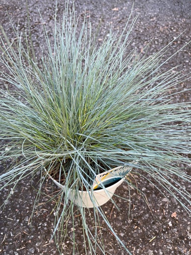 Festuca glauca 'Intense Blue' SININATA