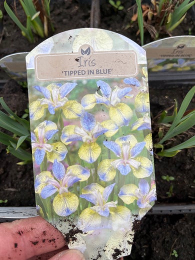 Iris sibirica 'Tipped in Blue' LOISTOKURJENMIEKKA