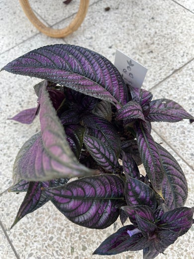 Ametistipensas Strobilanthes dyer. 'Metallica'