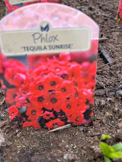 Phlox paniculata 'Tequila Sunrise' SYYSLEIMU