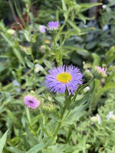Erigeron speciosus 'Azurefee' JALOKALLIOINEN