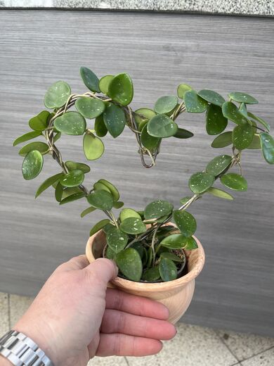 Posliinikukka Hoya carnosa syd&auml;nkaarella