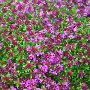 Thymus 'Creeping Red' AJURUOHO